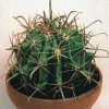 Ferocactus horridus-